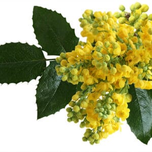 Mahonia japonica