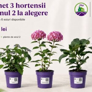 Pachet 3 hortensii de anul 2 la alegere – 99 lei